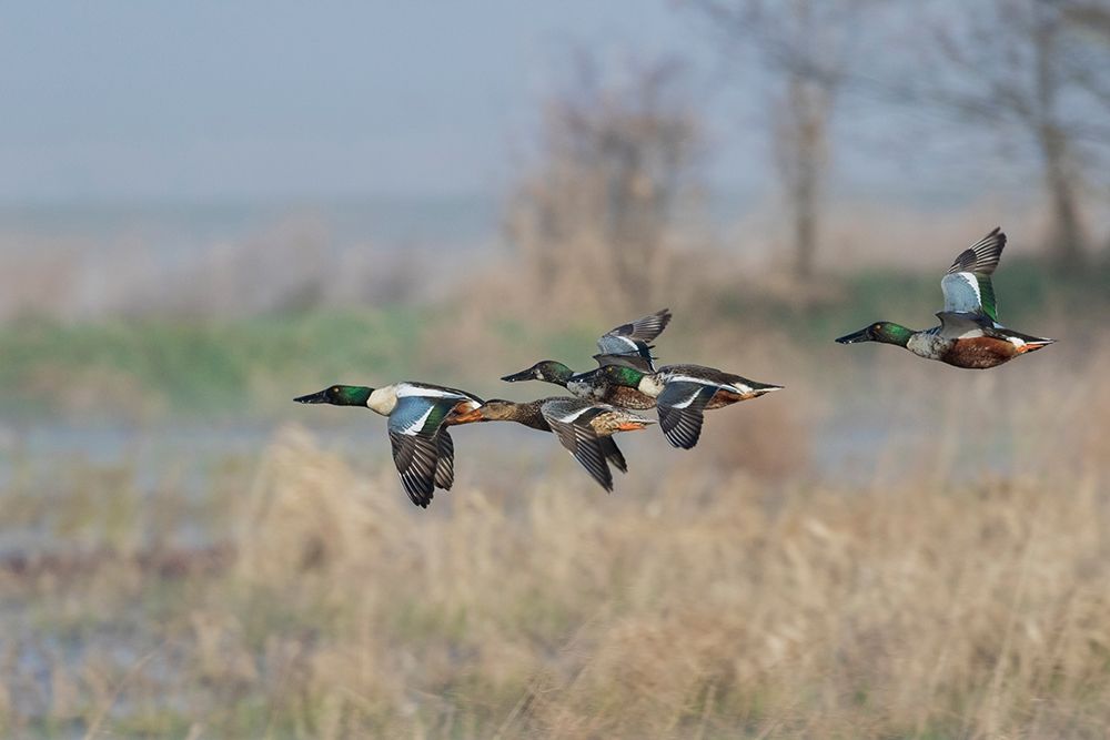 Northern Shoveler-Courtship flight